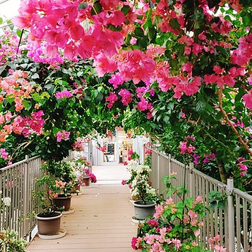 🌺 부겐빌레아 하우스 우레시노(부겐 하우스 우레시노) 이미지 5